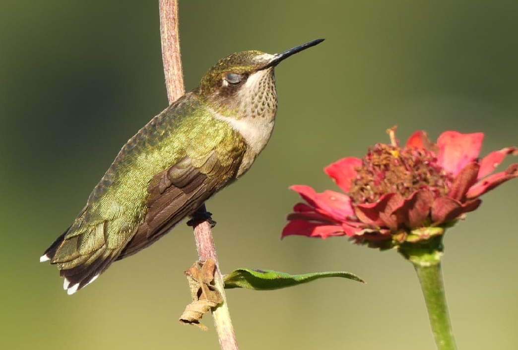 sleepy hummingbird